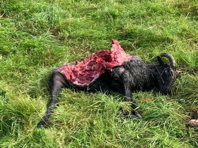 Angefressen und liegengelassen: Fachleute der Landwirtschaftskammer fanden typische Wolfsspuren | Foto: Aevermann