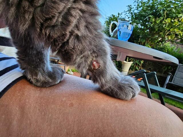 Die tiefe, kreisrunde Verletzung heilt nur schwer | Foto: Granz
