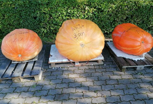 Die drei dicksten Kürbisse | Foto: Merle Boroske