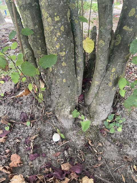 Die Bäume Haselnuss, Buche und Eiche liebt der giftige Pilz besonders | Foto: sra