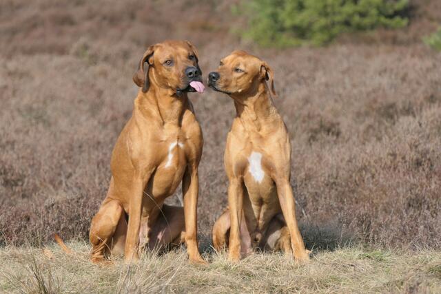 "Ätsch" sagen die beiden Hunde Pendo und Lonyo aus Jesteburg | Foto: M. Schwalm