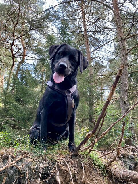 Die neugierige Labradorhündin Luna aus Tostedt. Das Kopf-schief-legen ist ihr Markenzeichen | Foto: Silke Tüxen