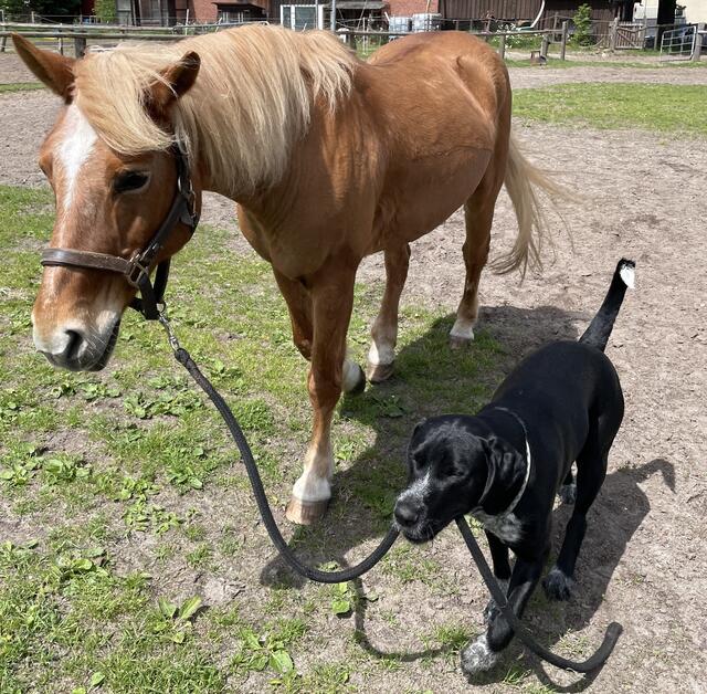 Skipper aus Jesteburg, der Hund von Madlen Pöhlmann und Martin Stoltz, hilft viel und gerne auf dem Hof mit. Hier bringt er die Ponydame Frau Müller auf die Weide | Foto: Susanne Laska