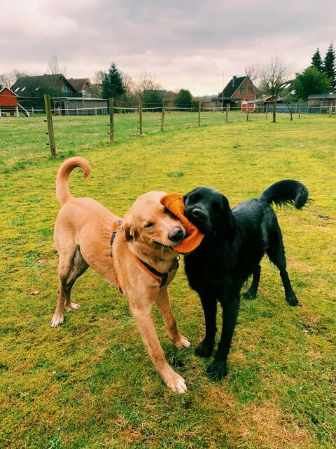 Carolin Schröders schwarze Labradorretriever-Hündin spielt liebend gerne mit ihrem besten Freund Milow | Foto: Carolin Schröder