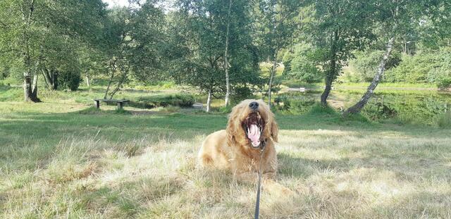 Buddy, der "Heidelöwe" aus Wesel von Tanja und Jan Petersen. | Foto: Tanja Petersen