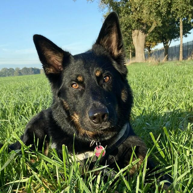 Der sechsjährige Schäferhund Mix Chuck von Leserin Bianca Kornetzki | Foto: Bianca Kornetzki