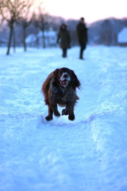 Hund Ronni aus Tostedt liebt den Schnee | Foto: Schirer