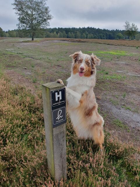 Auch Hündin Molly aus Undeloh Wesel möchte gerne dabei sein | Foto:  Sylvia Fock
