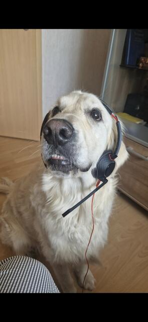 Dieser beschäftigte Hund heißt Cooper und wohnt in Tostedt | Foto: Christina Wetstein