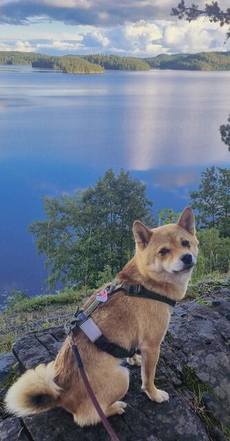 Die Shiba Inu Hündin Akiko aus Egestorf im Schwedenurlaub am See | Foto: Lisa Marie Hartmann