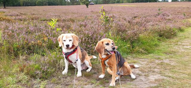 Das sind Nelly (12) und Tinka (7), beides Laborbeagle  | Foto: Regina Meves