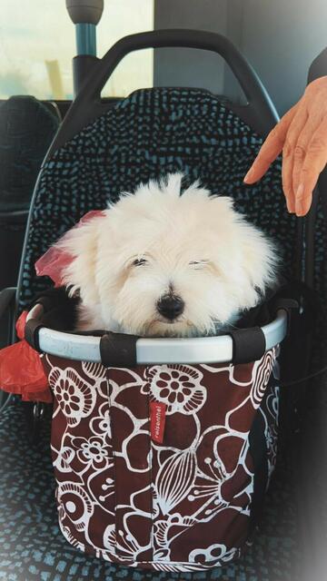  Der kleine Felix, ein Coton de Tuléar Hund war auf dem Fotofast vier Monate alt und passte bei der Fahrt nach List perfekt ins Körbchen
  | Foto: Ines Schnakenberg