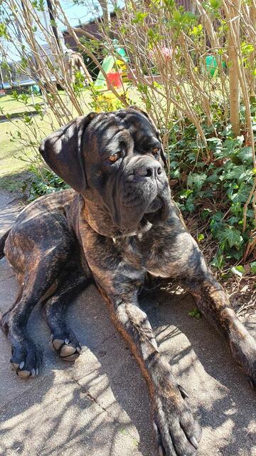  Brunello (Cane Corso) aus Vierhöfen von Familie Witte, der seinen Garten genießt | Foto: Tina Witte 