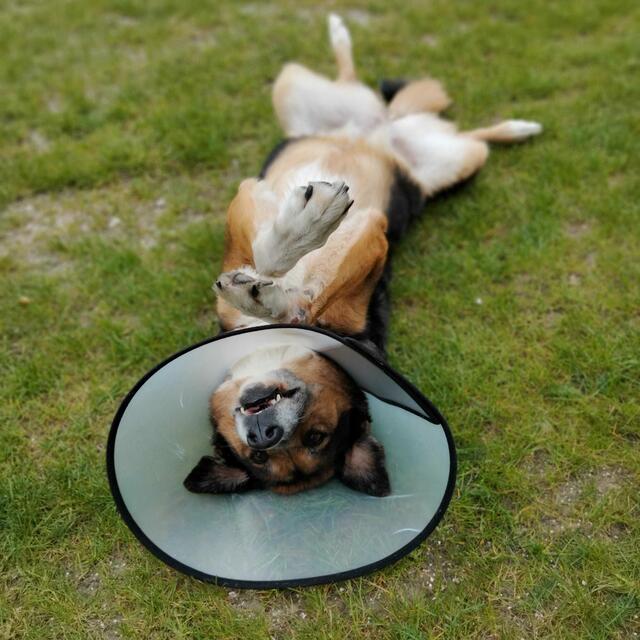 Ginas chillt gerne auf der Weide in Todtshorn | Foto: Kubina 