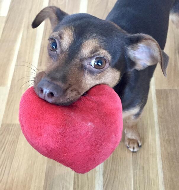 Mischlingshund „Pascha“ aus Hanstedt ist ein kleiner „Herzensbrecher“ | Foto: Kornelia Darup