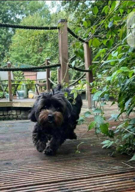 Diese Hundedame heißt Abby, ihre Mama Renate Boje hat sie beim Flitzen über die Terrasse in Buchholz fotografiert | Foto: Renate Boje