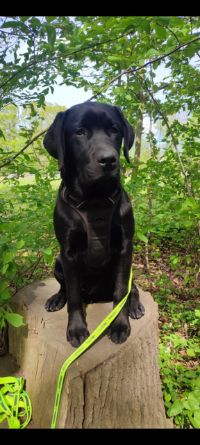 Das ist Bolle aus Stelle. Er ist 11 Monate alt und ein frecher, süßer Labrador | Foto: Holzschneider