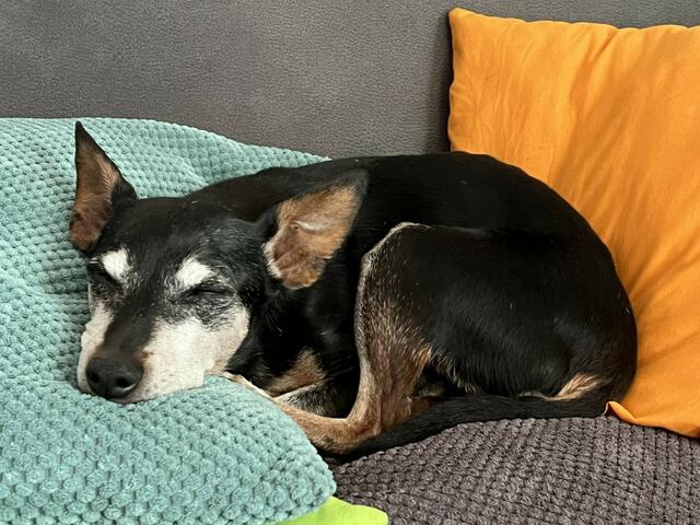 Das ist Mr. Bob beim Mittagsschlaf nach einem Sonntagsspaziergang  in Maschen | Foto: Anja Redieske