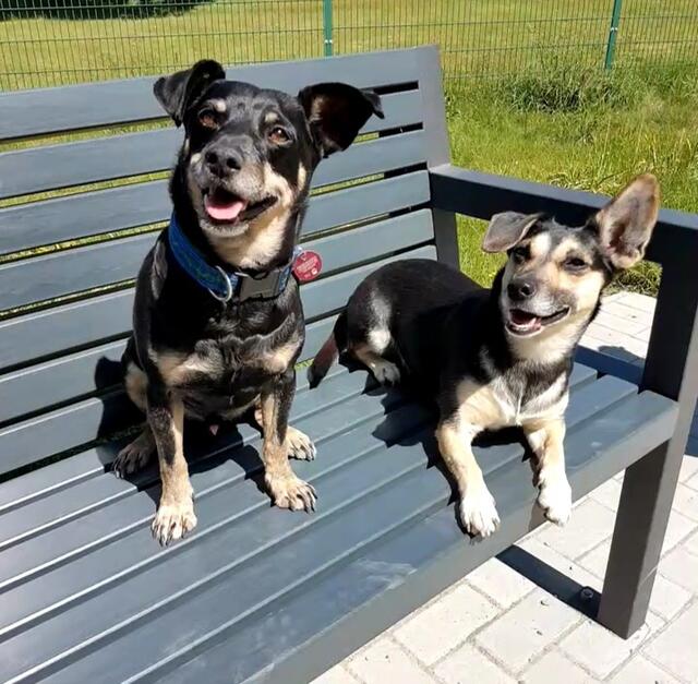Simba und seine Freundin Lotti aus Undeloh | Foto: Elke Koppe
