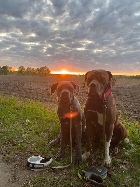 Mila (braun) und Mochán (blau gestromt) genießen den Sonnenuntergang in Wulfsen | Foto: Susann Hofmann