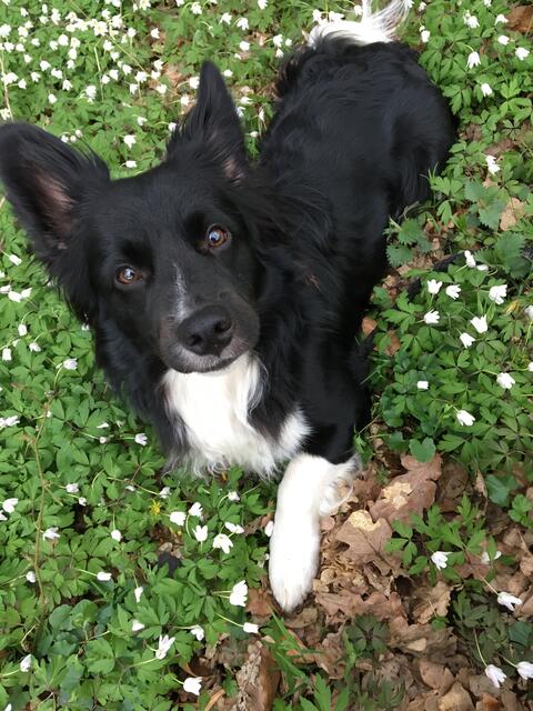 Border Collie Mischling Skippy aus Buchholz in der Nordheide | Foto:  Laura Bergmann