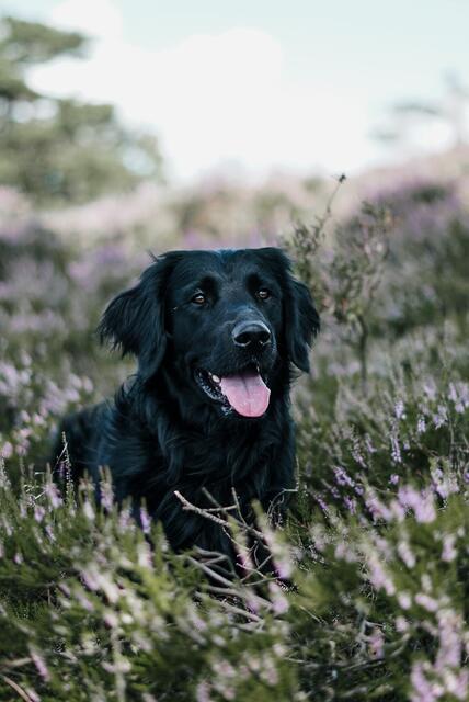 Hund Levi ist besonders fotogen | Foto: Nadine Meyer