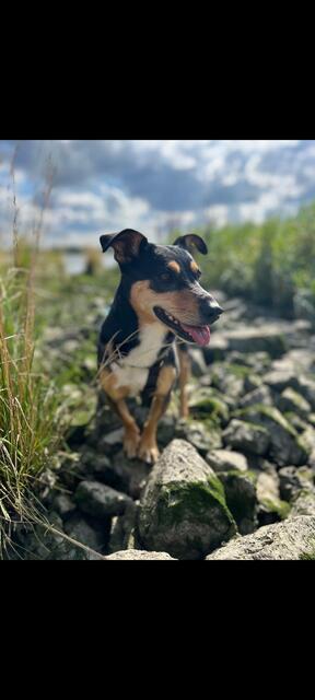 Holly aus Pattensen 
 | Foto: Steffi Meißner
