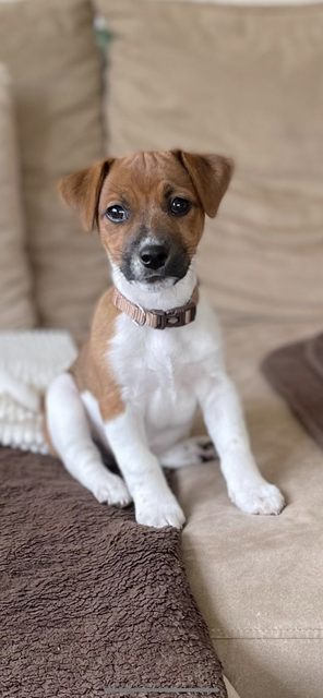 "Hallo, ich bin der kleine Rocky aus Drestedt und gehöre zu Heike und Tomas Otten. Das Foto haben wir in der Familie geschossen, als ich gerade nach Drestedt gezogen bin. Nun bin ich schon 1,5 Jahre alt!" | Foto: Heike Otten