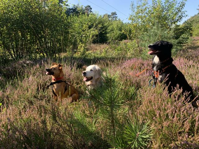 Die drei (v.li.) Hunde der Familie Schindzielorz
Jule (1,5 und seit September 2023 aus dem Tierschutz in der Familie),
Mieke (elf Jahre) und
Nala (fast zwei Jahre alt) in der Heide bei Todtglüsingen | Foto: Schindzielorz