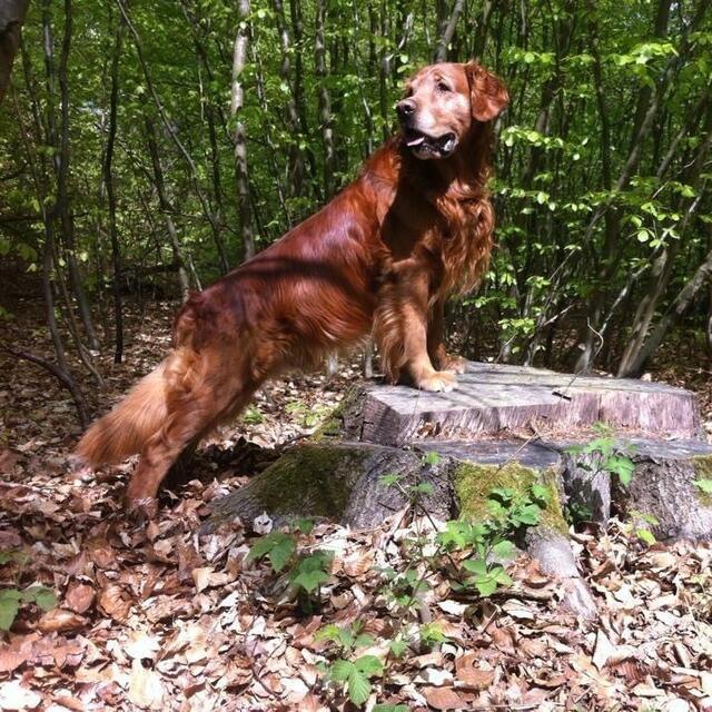 Der braune Hund Lucky und aus Thieshope ganz wachsam beim Spaziergang | Foto: Simona Claßen