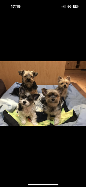  Winsen Luhe

Besitzer Jennifer, Jutta, Michael Witt sind stolz auf ihre Rasselbande:

Hunde oben links Timmy rechts Monty
Hunden unten links Milano rechts Gismo
 | Foto:  Jennifer Witt