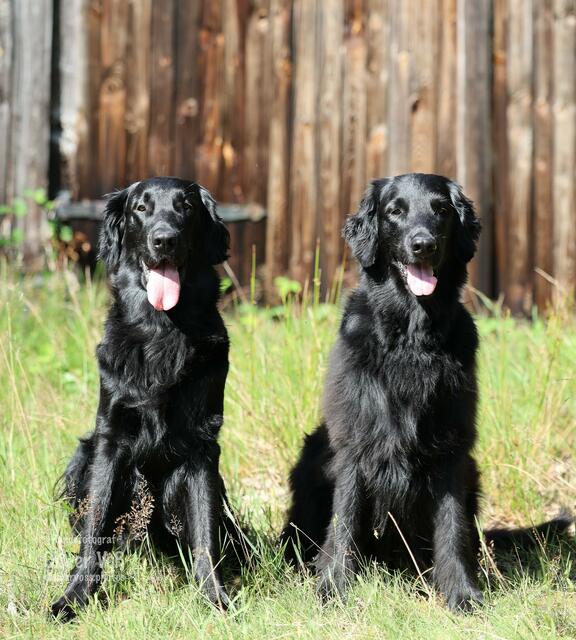 Die beiden Flatcoated Retriever Hündinnen Ziva, (li., vier Jahre) und Abby (sieben Jahre). Die beiden sind Tante und Nichte. Das Foto ist in diesem August in Oberhaverbeck entstanden | Foto: Oliver Voß