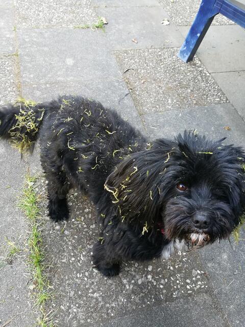 Das ist Blacky, der sich gerne im Gras wälzt. Diesmal vorwurfsvoll: Du hast nicht ordentlich gemäht! | Foto: Annelies Mohr