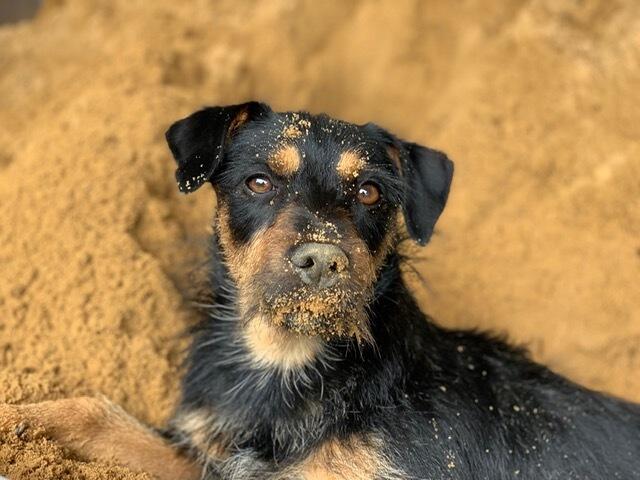 Hund „Olli"  aus Seevetal spielt gern im Sand 
 | Foto: Angelika Neuhoff
