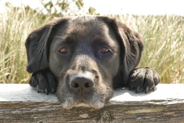 Die fünfjährige Labrador-Golden Retriever-Hündin Cleo aus Tostedt. Das Bild entstand in Dänemark  | Foto: Malena Lentge