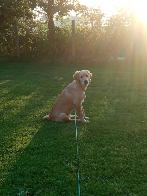 Das ist Talvi, ein sechs Monate alter Retriever Mix, bei seinem ersten Urlaub auf Fehmarn | Foto: Heidi Brokopp