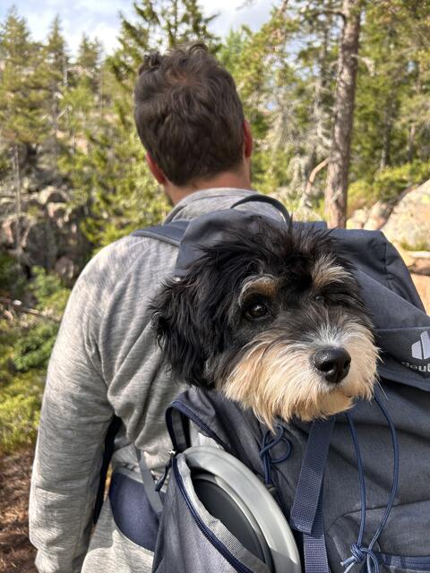 Lotte (sieben Monate) beim Wandern in Schweden | Foto:  Jenny Zimmermann