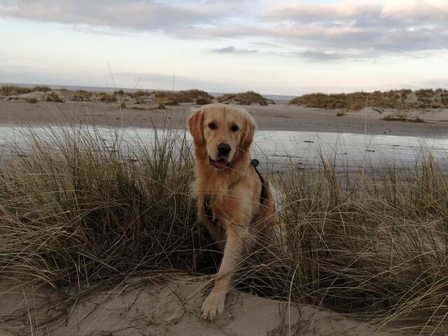 Golden Retriever Clyde aus Maschen. Clyde erkundet auf dem Foto den wunderschönen Strand der dänischen Nordseeinsel Fanø
 | Foto: Julia Lohmann.