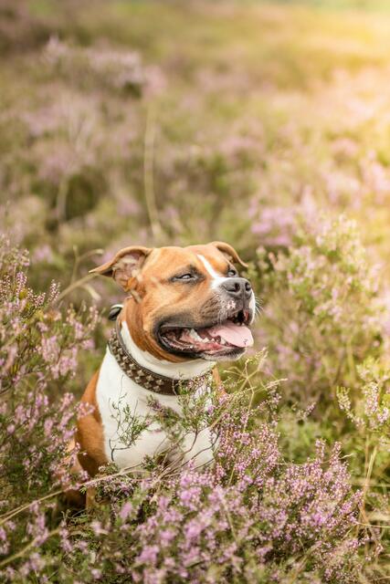 Der American Staffordshire Terrier Bobby besucht mit seiner Familie, Jana und Sebastian Pavlak sowie ihrer Tochter aus Asendorf, die Heideblüte  | Foto:  Kim Lange (www.kimiigrafie.de) 