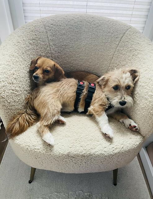 Lilo (hinten) und Pötty fotografiert im kuscheligen Stuhl von Besictzerin Lisa Jensen aus Heidenau
 | Foto: Lisa Jensen