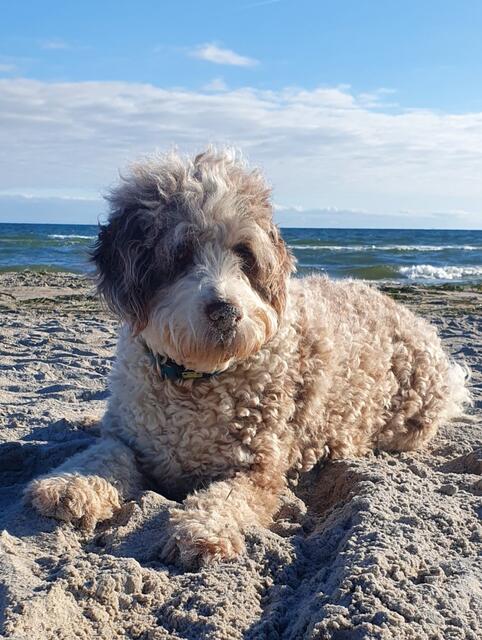  Aussiedoodle Pepe liebt die Ostsee und badet und buddelt für sein Leben gern. Frauchen Ines Schwentke aus Seevetal-Maschen hat diesen tollen Schnappschuss eingesendet | Foto: Ines Schwentke
