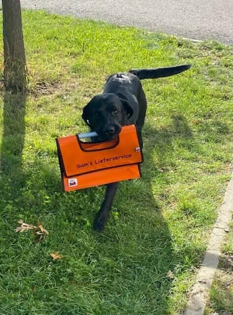 Labrador Sam ist am Wochenende immer mit seinem Herrchen unterwegs und bringt Frauchen Nicole Feige die Brötchen nach Hause. Sam ist sechs Jahre alt, wohnt in Otter und in der Woche ist er Bürohund in Buchholz


 
 | Foto: Nicole Feige