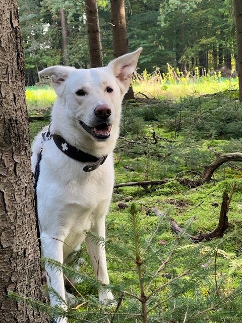 Hund Conner und kommt aus Thieshope  beim Spaziergang mit Frauchen Anja
 | Foto: Simona Claßen
