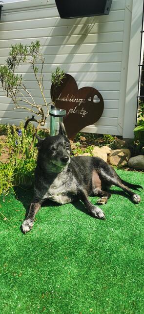 Prinz Pepe aus Andalusien liebt die Sonne
 | Foto: Claudia Meyer