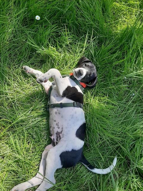 Hund Milo tobt im Gras in Maschen | Foto: Sandra Lamemrt