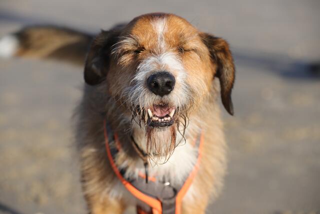 Hund Amron aus Marschacht am Strand von Dänemark 

  | Foto: Helka Kaiser
