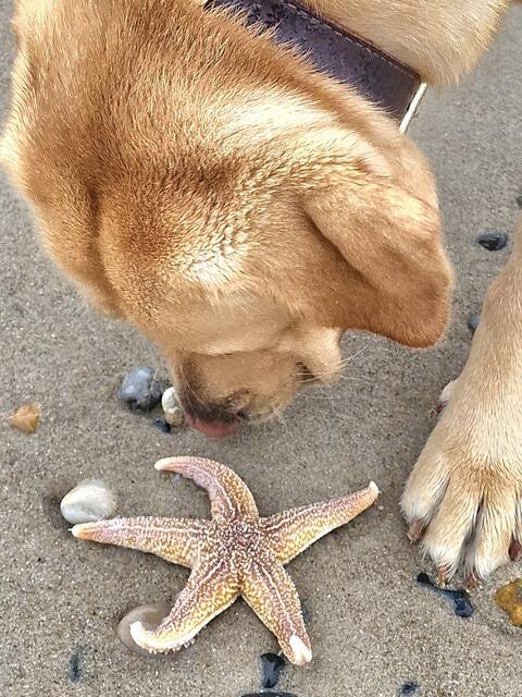 Hund Bailey zeigt seinem Besitzer Jack Biemans aus Buchholz einen Seestern, den er entdeckt hat | Foto: Jack Biemans