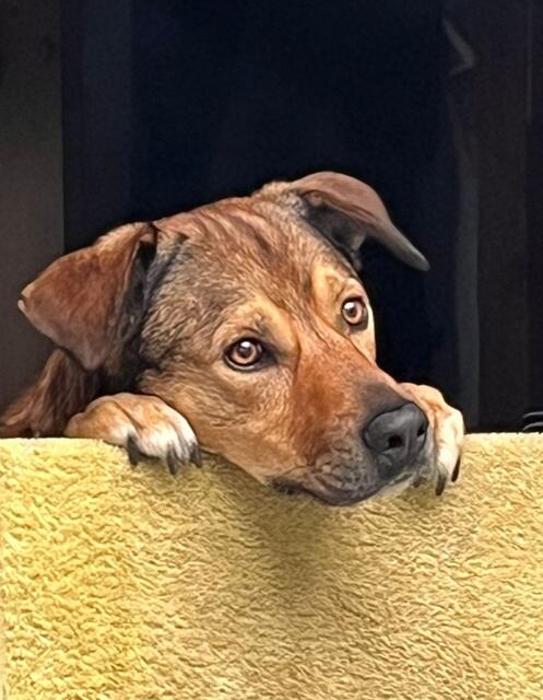 Loki (sechs Jahre) macht seinem Namen alle Ehre. Er ist ein echtes Schlitzohr und ein Hund aus dem Tierschutz.
Zusammen mit Frauchen Julia Adebahr wohnt in Toppenstedt | Foto: Jens Luksch