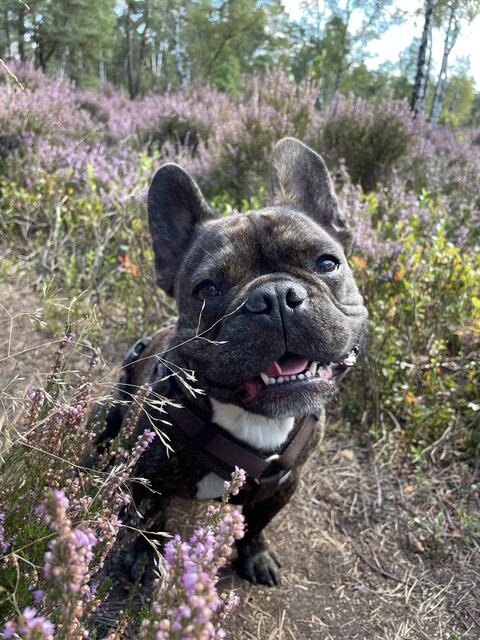  Hund Milow besuchte die Heide mit Frauchen Kristin Henning aus Buchholz | Foto:  Kristin Henning 
