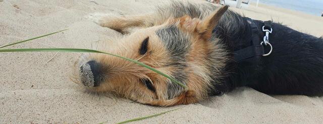 Hündin Anusha aus Stelle-Ashausen genießt den Strand | Foto: S. Anhorn
